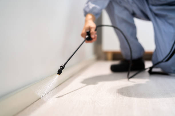 Certified termite inspector examining foundation in Penbrook